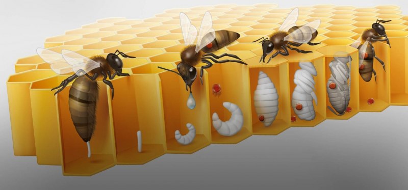 Bombus Sylvarum Шмель