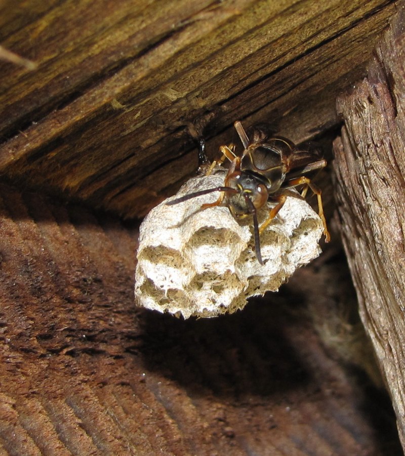 Bombus patagiatus