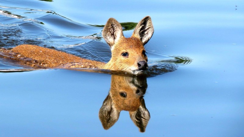 Корейский водяной олень