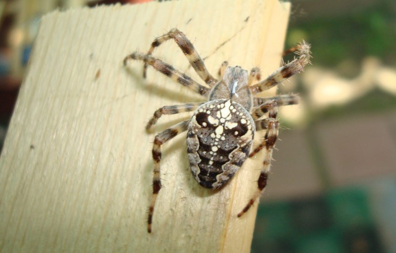 Araneus diadematus - крестовик