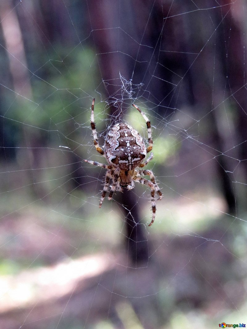 Grammostola aureostriata l7