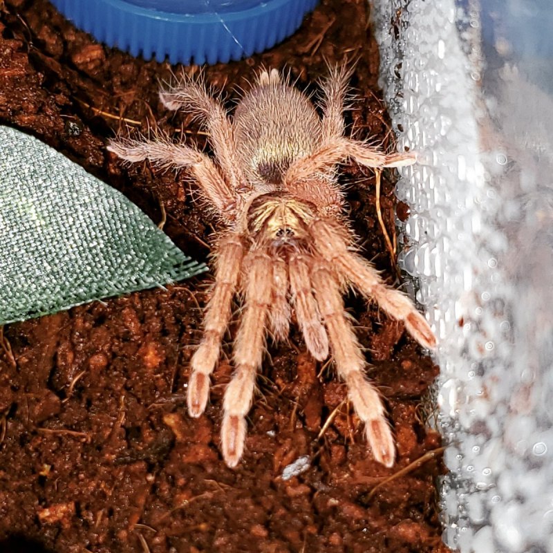 Urozelotes Rusticus паук опасен