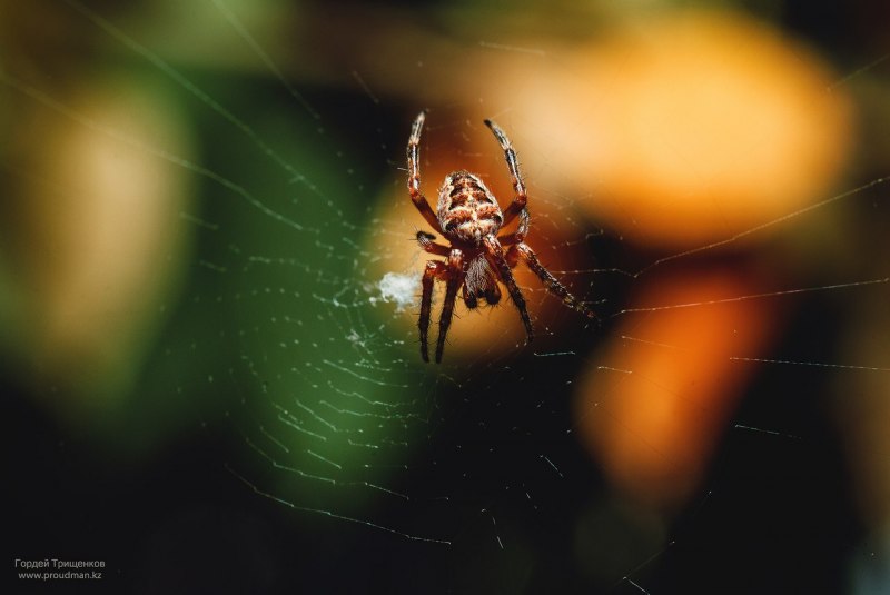 Brown Recluse Spider паук