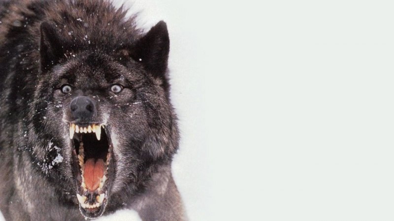 Волк canis Lupus