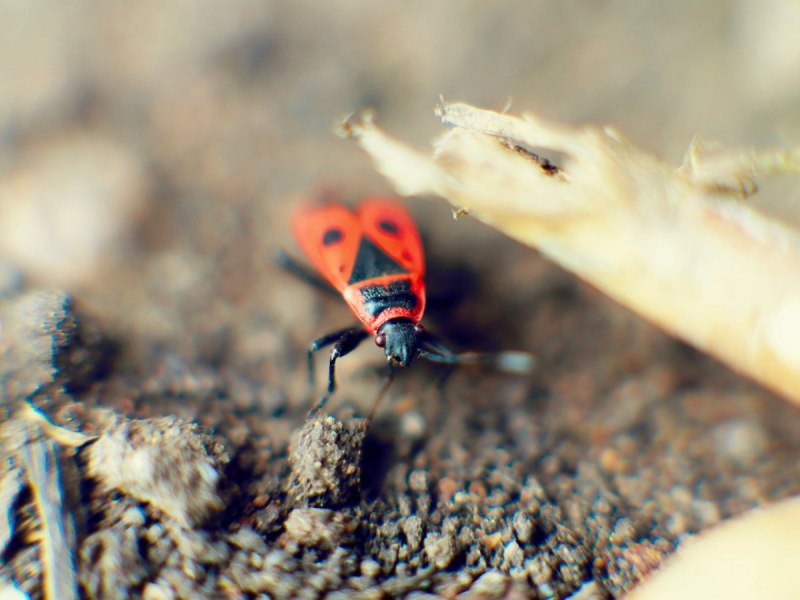 Клоп-солдатик – Pyrrhocoris apterus