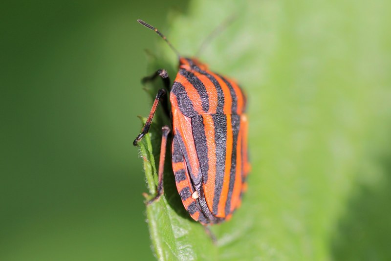 Клоп-солдатик – Pyrrhocoris apterus