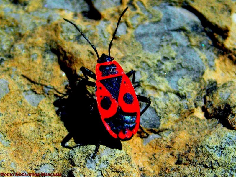 Клоп-солдатик – Pyrrhocoris apterus