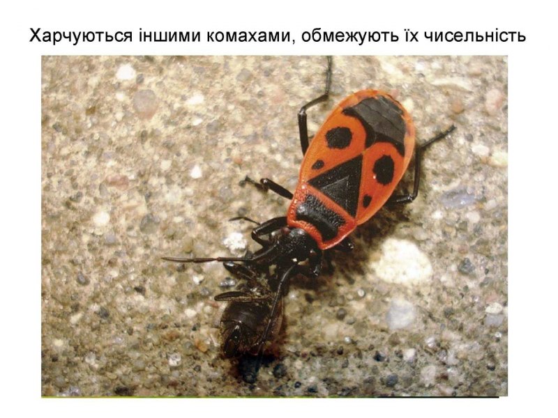 Жук пожарник клоп