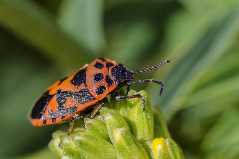 Клоп-солдатик – Pyrrhocoris apterus