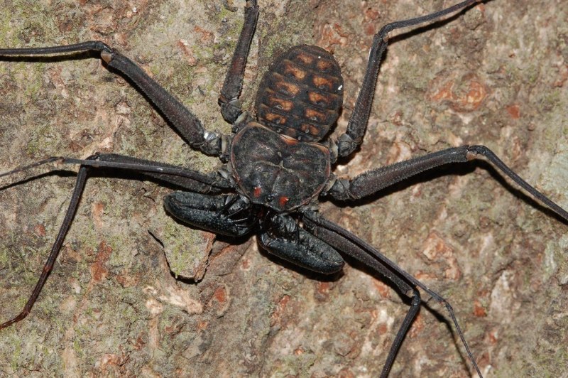 Фрин самец Heterophrynus