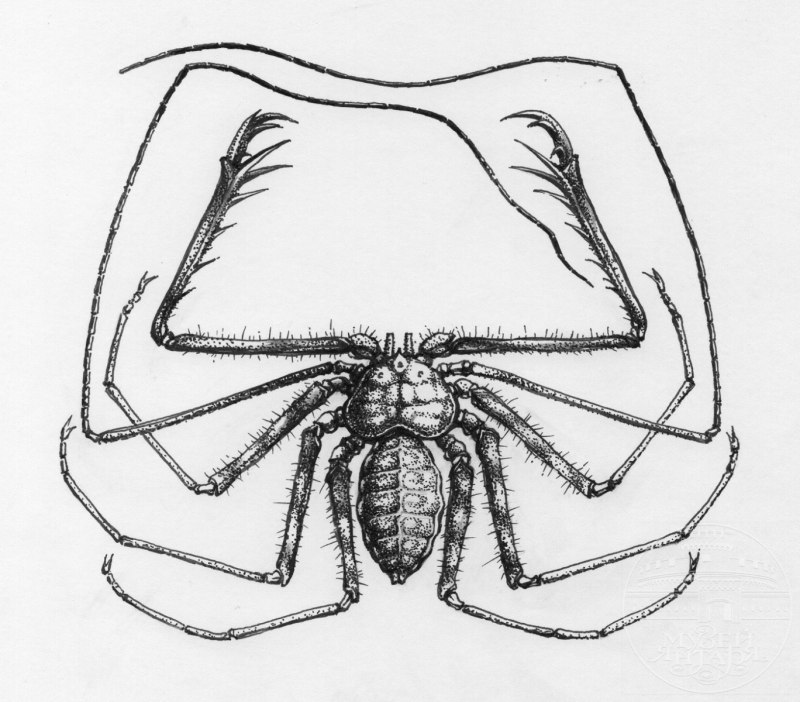 Фрины Phrynus marginemaculatus