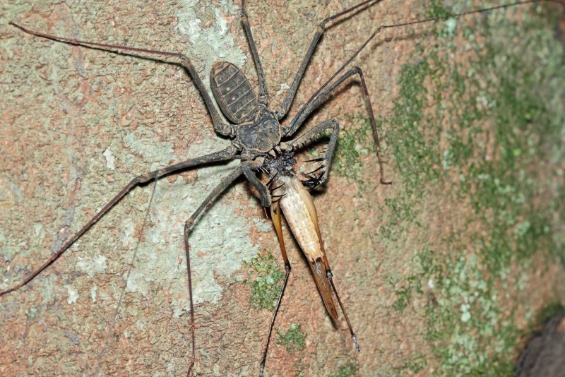 Фрины Phrynus marginemaculatus