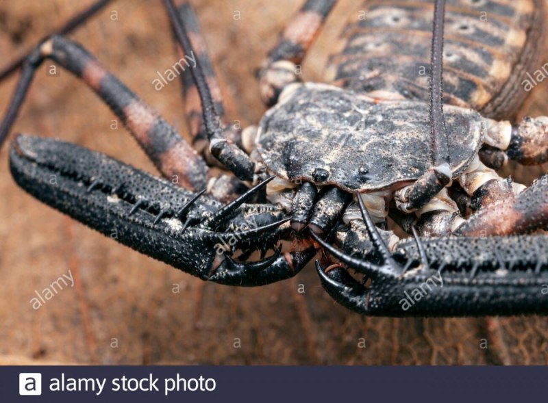 Жгутоногий паук Euphrynichus amanica