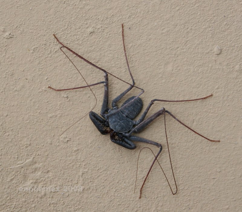 Паук Damon variegatus