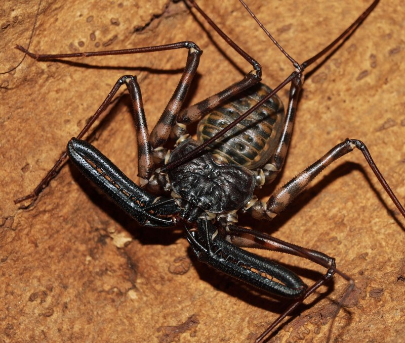 Паук Damon variegatus