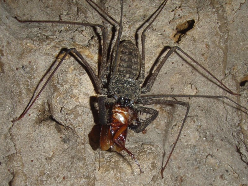 Насекомые пауки Скорпионы