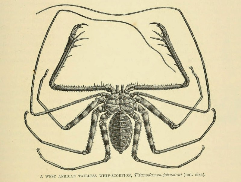Паук-Скорпион. Arachnura