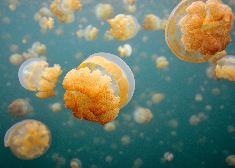 Золотая медуза (62 фото)