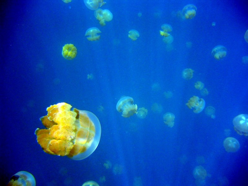 Озеро медуз (Jellyfish Lake), Палау