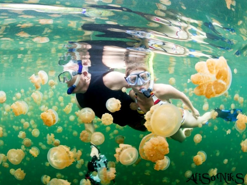 Медузы Карибского моря