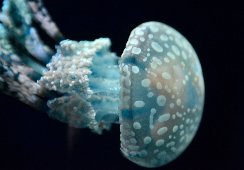 Медузы черного моря