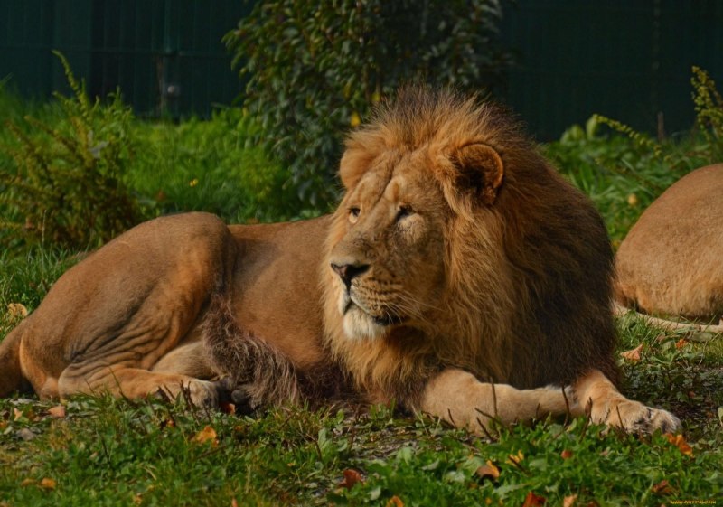 Panthera Leo persica