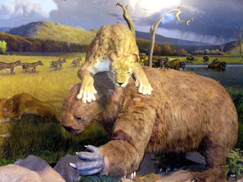 Древний Короткомордый медведь