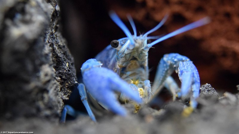Королевский голубой Омар