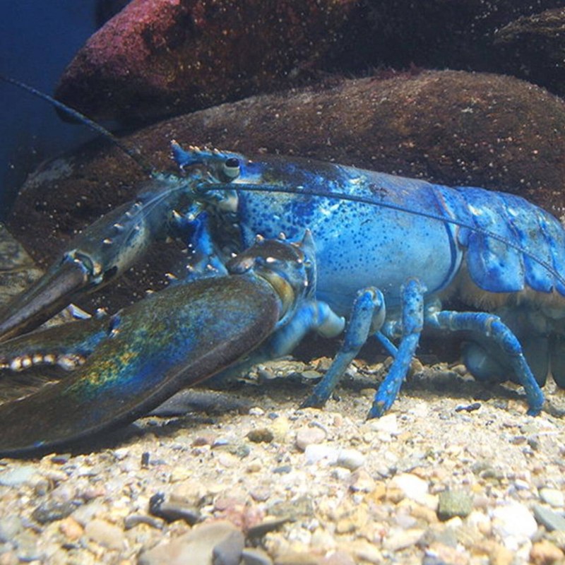 Королевский голубой Омар