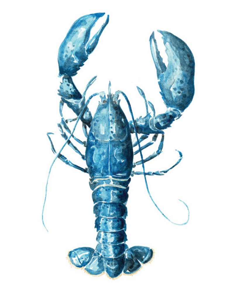Procambarus alleni синий Флоридский рак.