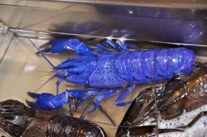Procambarus alleni синий Флоридский рак.