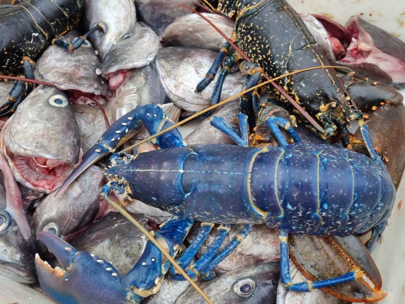 Blue Lobster Price