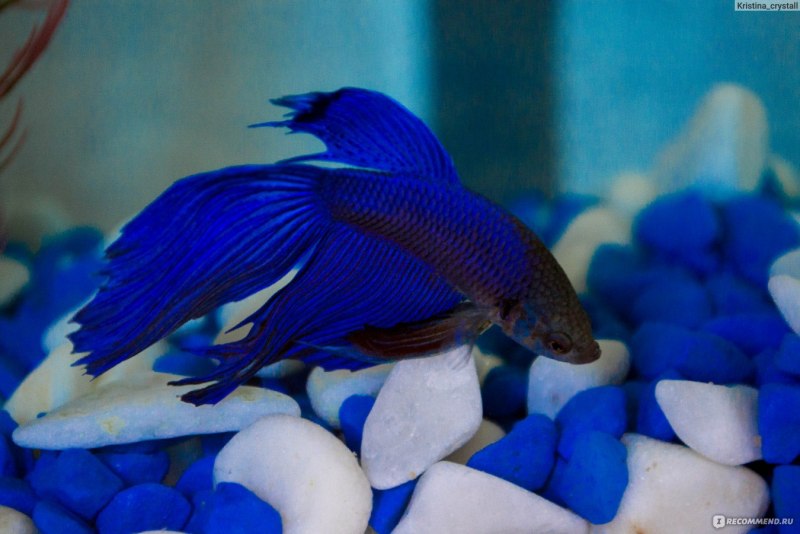 Betta Crowntail