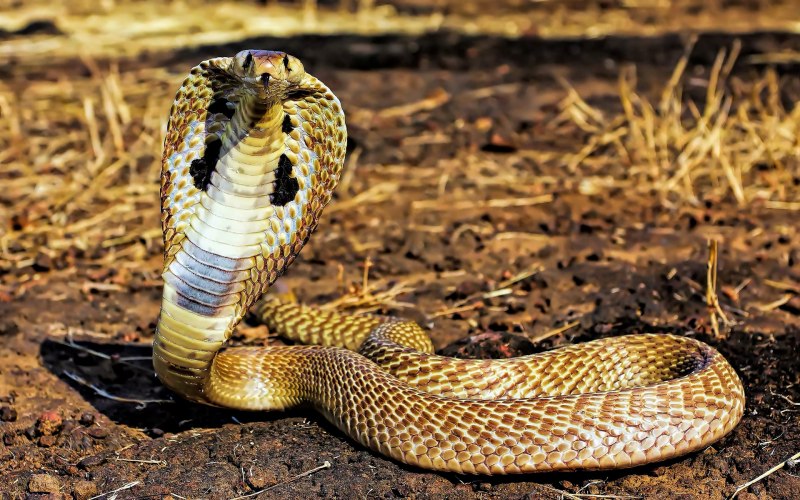 Филиппинская кобра (55 фото)