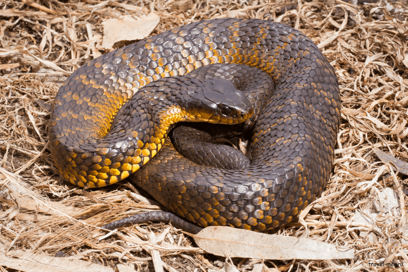 Тигровая змея (Notechis scutatus)
