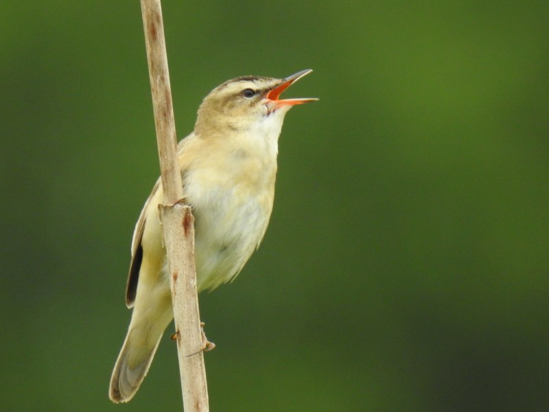 Scaphocalanus Acrocephalus