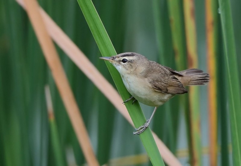 Камышевка-барсучок - Acrocephalus schoenobaenus