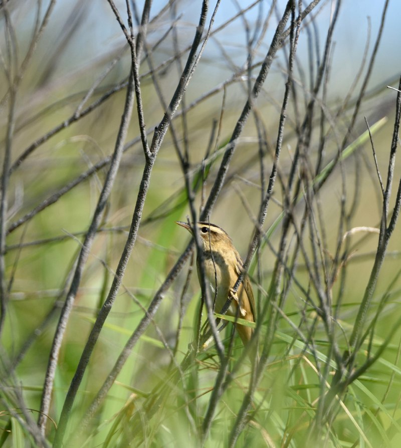 Дроздовидная камышевка (Acrocephalus arundinaceus)