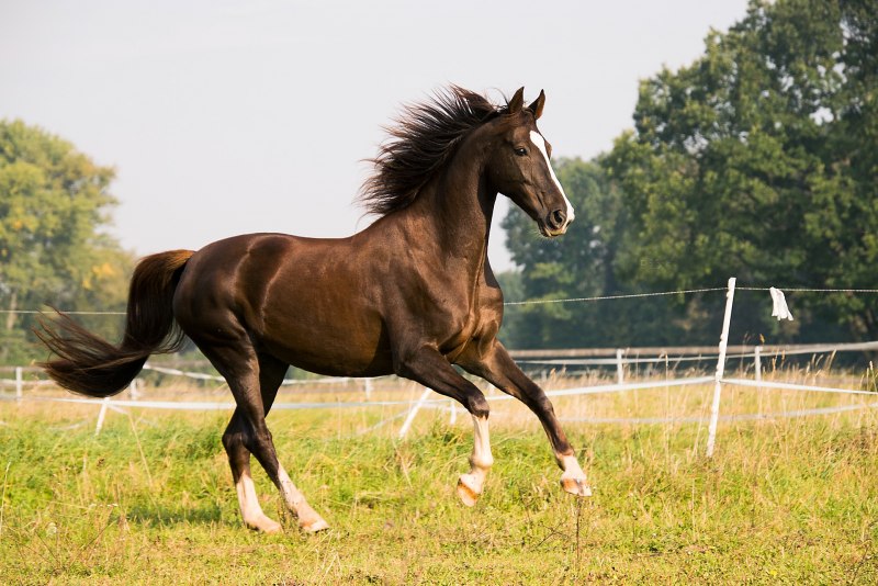 Беспородная лошадь (55 фото)