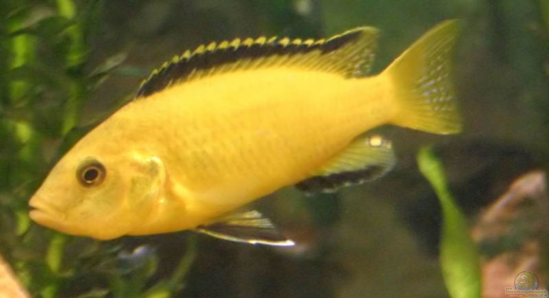 Fuscotacmiatus Nimbochromis fuscotaeniatus Нимбохромис фускотениатус