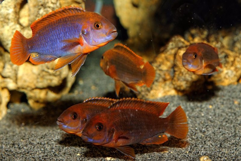 Maylandia lombardoi (Kennyi Cichlid)