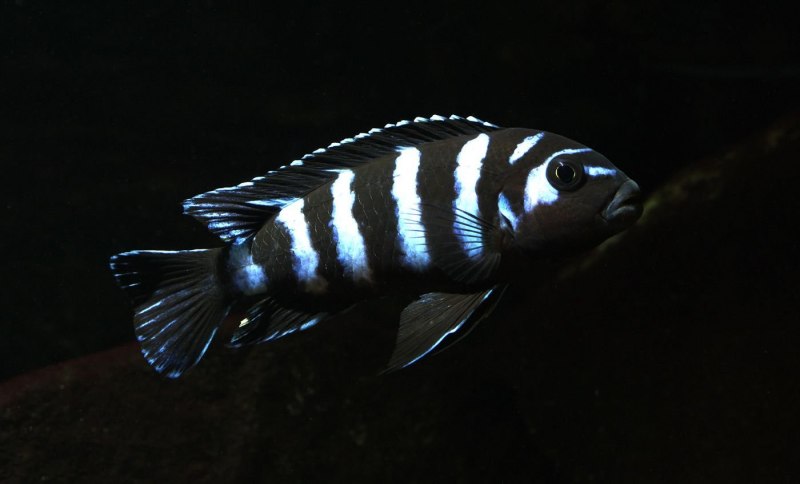 Попугай синий тигровый Hybrid Cichlid