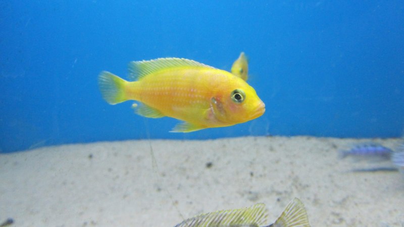Pseudotropheus lombardoi