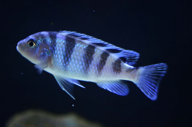 Псевдотрофеус Ломбардо Pseudotropheus lombardoi
