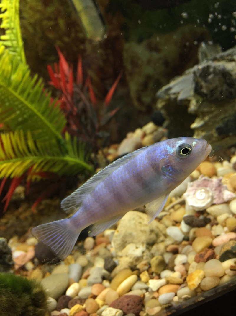Cichlid-Frontosa #