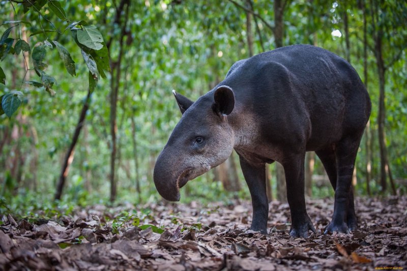 Тапир животное (59 фото)