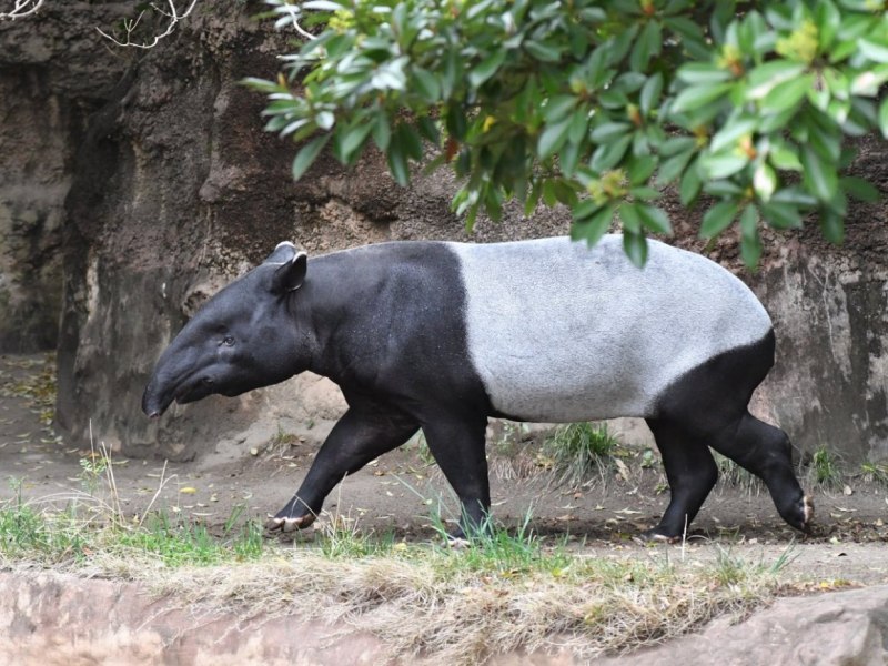 Горный тапир (Tapirus pinchaque)