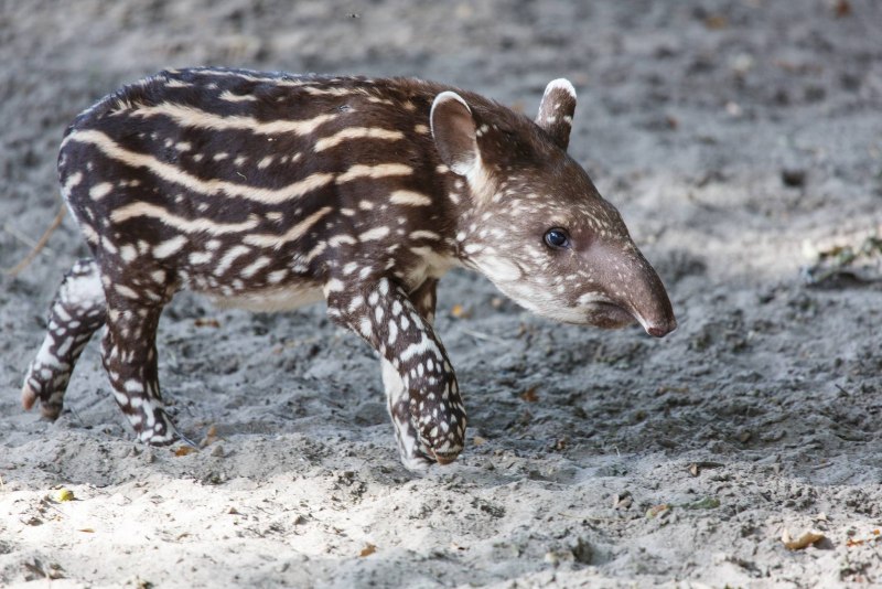 Tapirus kabomani