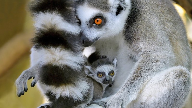 Кошачий лемур катта