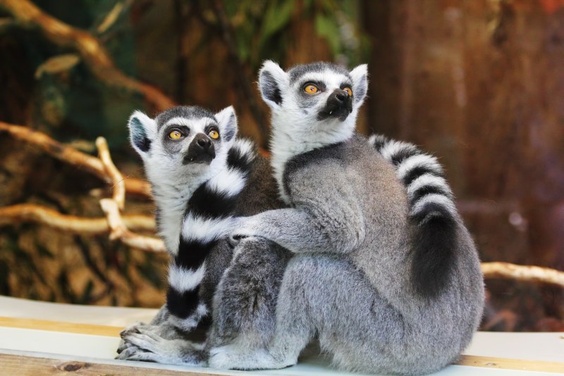 Кошачий лемур